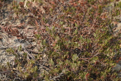 Arctostaphylos myrtifolia