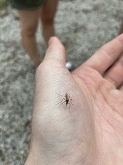 Aedes trivittatus