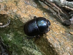 Geotrupes balyi