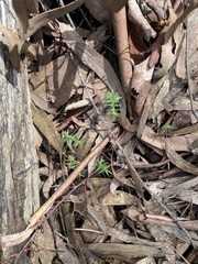 Stellaria pungens