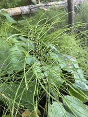 Equisetum