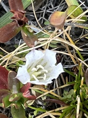Gentiana newberryi