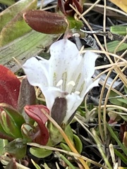 Gentiana newberryi
