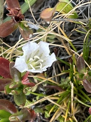 Gentiana newberryi