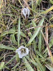 Gentiana newberryi