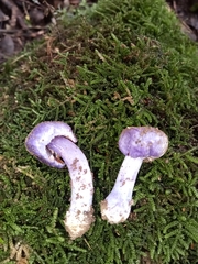 Cortinarius austrovaginatus