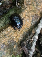 Geotrupes balyi