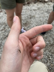 Aedes trivittatus