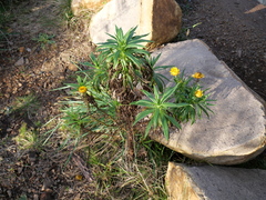 Xerochrysum bracteatum
