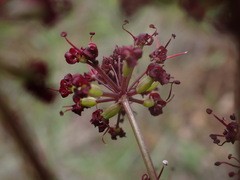 Lomatium