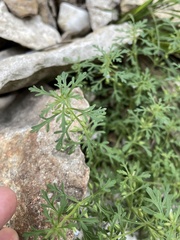 Leucospora multifida
