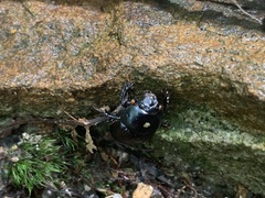 Geotrupes balyi