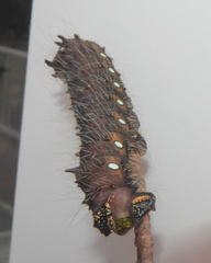 Eacles imperialis pini