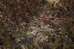 Arctostaphylos myrtifolia