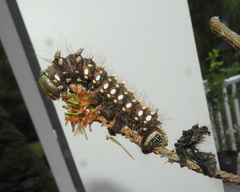 Eacles imperialis pini