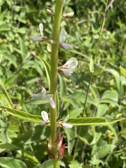 Desmodium macrostachyum