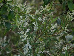 Leucopogon affinis