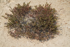 Arctostaphylos myrtifolia