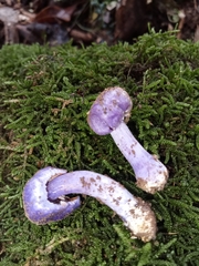 Cortinarius austrovaginatus