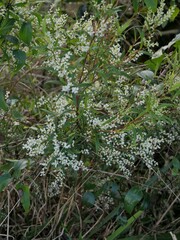 Leucopogon affinis