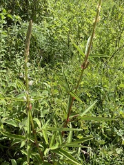Desmodium macrostachyum