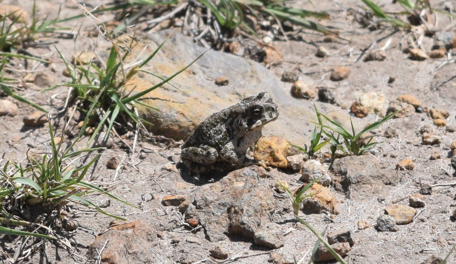 Incilius occidentalis (Camerano, 1879)