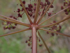 Lomatium