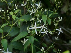Clematis aristata