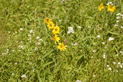 Helianthus nuttallii