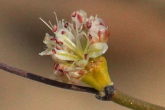 Eriogonum apricum