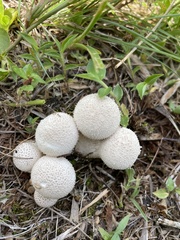 Apioperdon