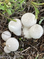 Apioperdon