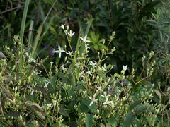 Clematis aristata