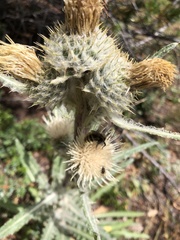 Cirsium hookerianum