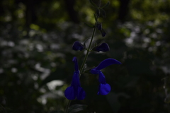 Salvia patens