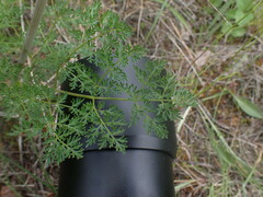 Lomatium