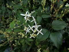Clematis aristata