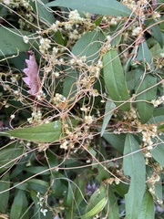 Cuscuta campestris
