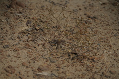 Eriogonum apricum