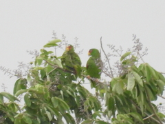 Amazona albifrons