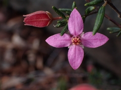 Boronia ledifolia