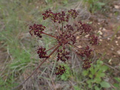 Lomatium