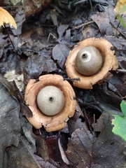 Geastrum triplex