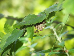 Mischocyttarus mexicanus cubicola