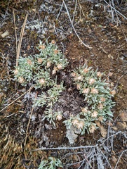 Antennaria dimorpha
