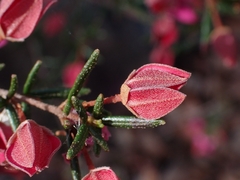 Boronia ledifolia