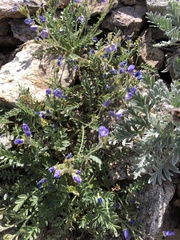 Polemonium pulcherrimum