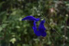 Salvia patens