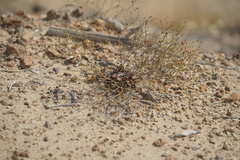 Eriogonum apricum