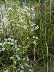 Symphyotrichum lanceolatum interior